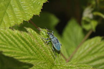 Rüsselkäfer auf Brombeerblatt