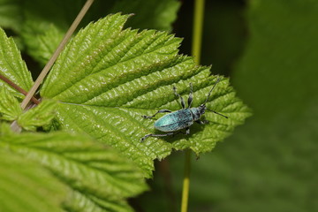 Rüsselkäfer auf Brombeerblatt