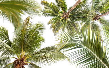 Fototapety  fond de palmes de cocotier