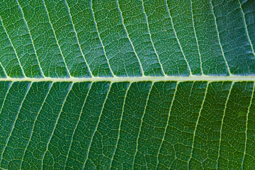 leaf texture