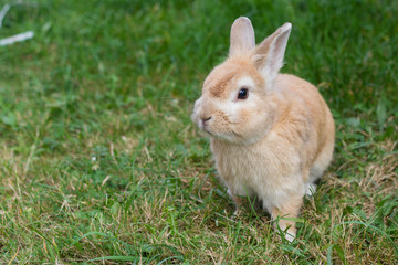 small brown rabbit on green grass in summer garden