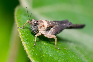 Fototapeta premium grey headed grasshopper on a leaf
