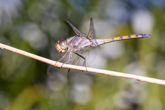 Yellow-tailed ashy skimmer (Potamarcha congener) on a twig