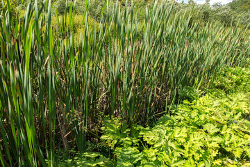 Bulrush. Marsh plants. © Roman Rvachov