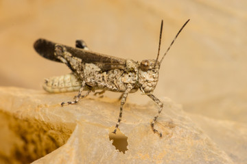 Spurthroated grasshopper (Melanoplus sanguinipes) on a stone