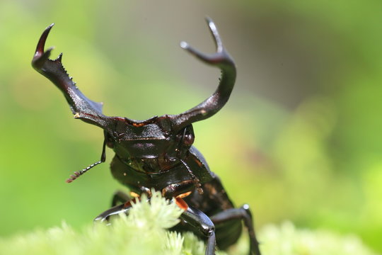 Taiwan deer stag beetle (Rhaetulus crenatus crenatus) in Taiwan

