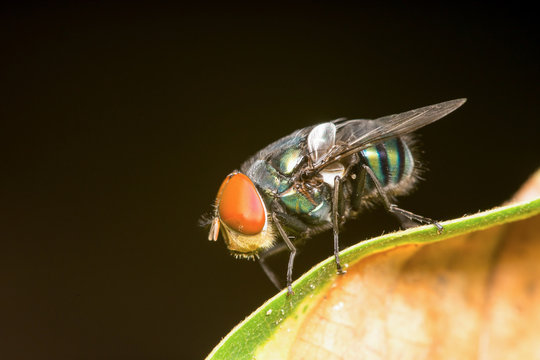 Common green bottle fly (Lucilia sericata) on a leaf