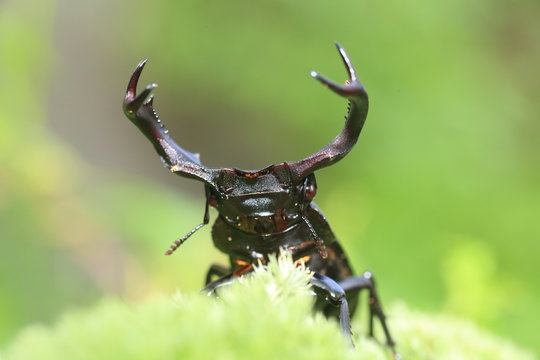 Taiwan deer stag beetle (Rhaetulus crenatus crenatus) in Taiwan

