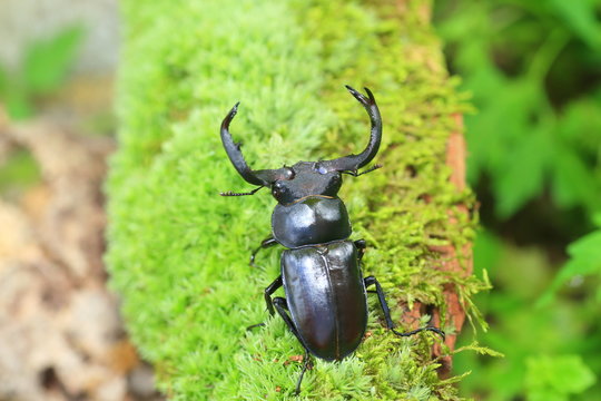 Taiwan deer stag beetle (Rhaetulus crenatus crenatus) in Taiwan

