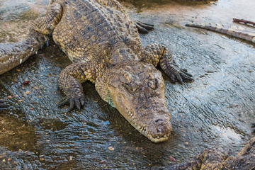 Close up Crocodile