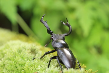 Taiwan deer stag beetle (Rhaetulus crenatus crenatus) in Taiwan

