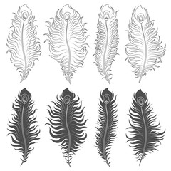 Vector set of illustrations with peacock feathers. Isolated objects on a white background.