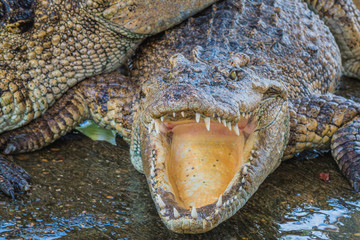 Close up Crocodile