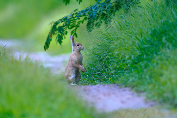 Little rabbit on green grass in summer day
