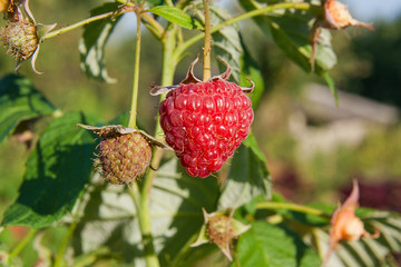 Close up of the ripe and unripe raspberry in the fruit garden. G