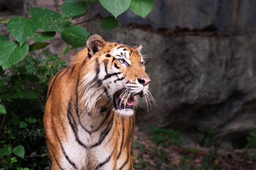 Bengal Tiger in forest