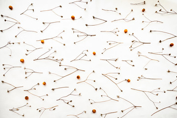 Dried plants autumn pattern isolated on white background. Herbarium - beautifully arranged wilted wildflowers, berries 