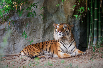 Fototapeta na wymiar Bengal Tiger in forest