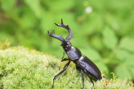 Taiwan deer stag beetle (Rhaetulus crenatus crenatus) in Taiwan


