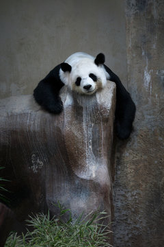 Fototapeta Giant panda bear sleeping