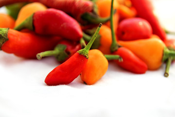 Chili pepper isolated