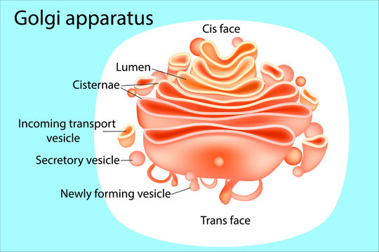 Golgi apparatus. Diagram.  Vector