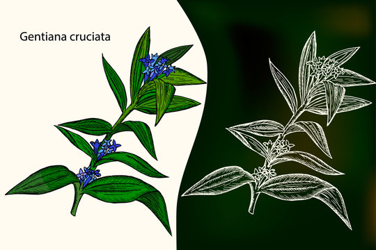 Gentiana cruciata. Medicinal plant. Hand drawn botanical vector illustration