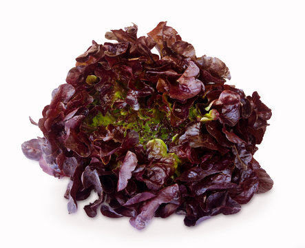 purple lettuce isolated on a white background