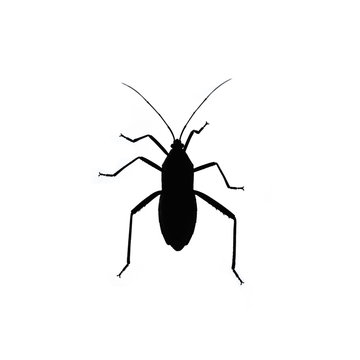 Black bug isolated on white background. Insect silhouette