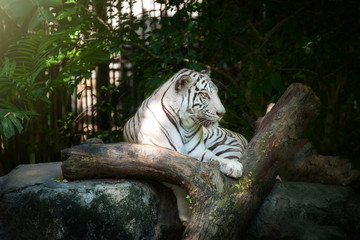 White Tiger looking on the rock