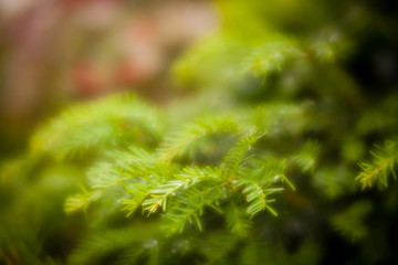 Soft focused detail of a pine tree