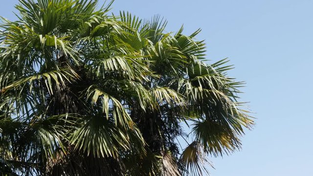 Arecaceae Palmae plant crown branches against blue sky 3840X2160 UltraHD video - Close-up green palm tree tropical leaves on the wind 4K 2160p 30fps UHD footage