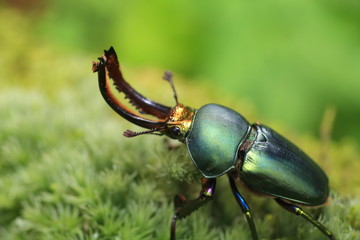 Papuan stag beetle (Lamprima adolphinae) male in Papua New Guinea

