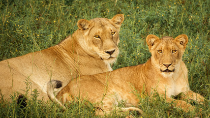 Naklejka premium young pair of lions laid down looking at camera
