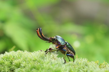 Papuan stag beetle (Lamprima adolphinae) male in Papua New Guinea

