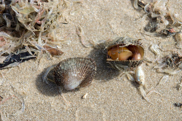 Fresh shellfish on the beach