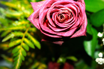 Fototapeta na wymiar Dead Rose
