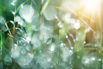 Fresh morning dew on spring grass, natural green light backgroun