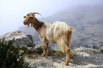 Capra di Montagna