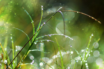 Fototapeta na wymiar Fresh morning dew on spring grass, natural green light backgroun