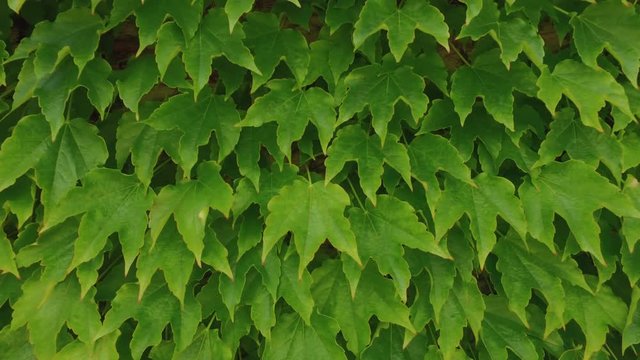 Sfondo con foglie di edera