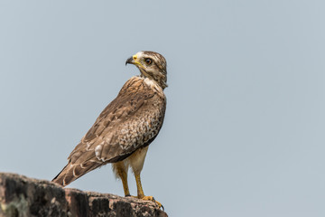 White Eyed Buzzard