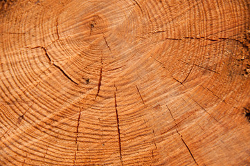 Naklejka premium cut pine texture closeup.