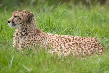 Guépard au repos dans l'herbe 