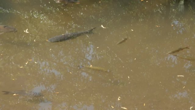 Common Koi carp domesticated in the pond 4K 2160p 30fps UltraHD footage - Cyprinus carpio fish mixed species in shallow water 3840X2160 UHD video 