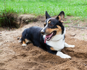 Welsh Corgi Cardigan lying on the sand
