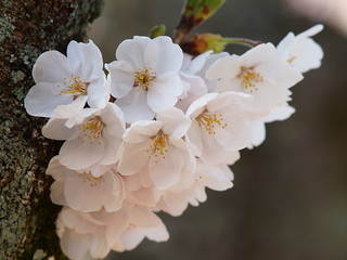 Fototapeta premium 桜の樹から桜ブーケ