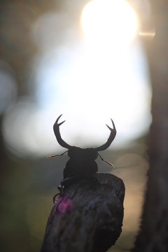 Taiwan deer stag beetle (Rhaetulus crenatus crenatus) in Taiwan
