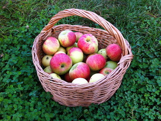 Red apples in a basket