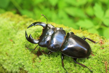 Antaeus stag beetle (Dorcus antaeus) in India